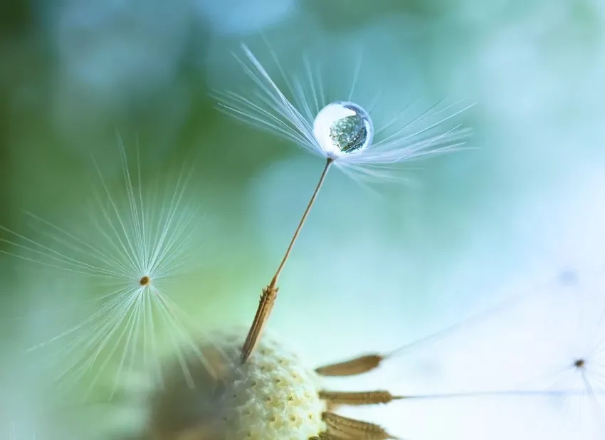 Chiêm ngưỡng ảnh bồ công anh đẹp nhất đầy cảm hứng