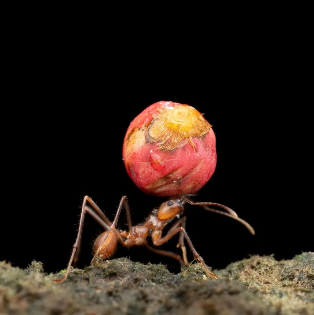 Cận cảnh mắt và râu của kiến vàng khi đang trinh sát địa bàn