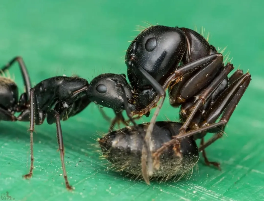 Vẻ đẹp của kiến vàng vác mồi dưới ánh nắng ban mai năm 2026