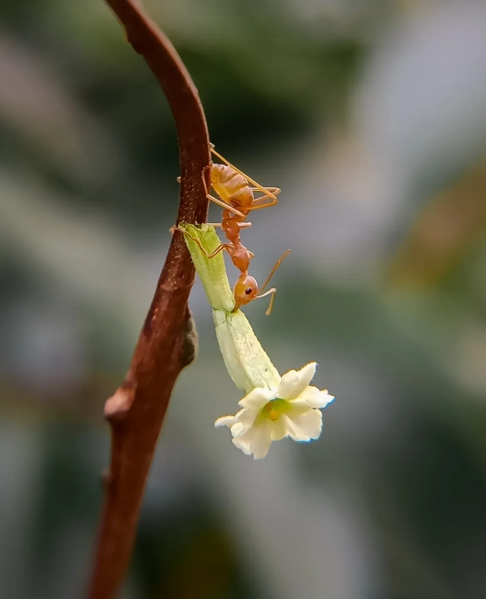 Kiến vàng đang tấn công một con bọ xít hại cây trồng