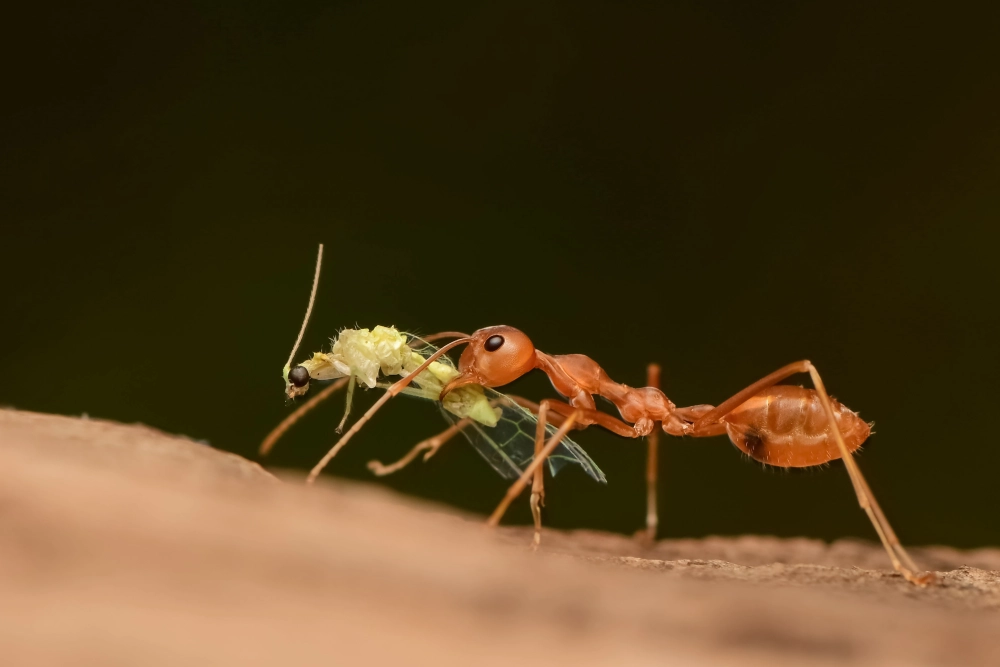 Cảnh tượng thiên nhiên hùng vĩ khi đàn kiến kéo con bọ ngựa khổng lồ