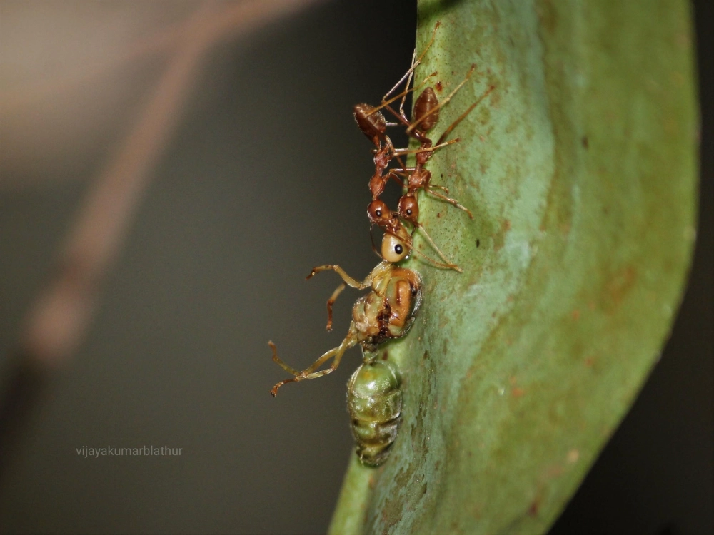 Góc chụp từ trên cao cảnh kiến vác sâu đo di chuyển theo hàng dọc