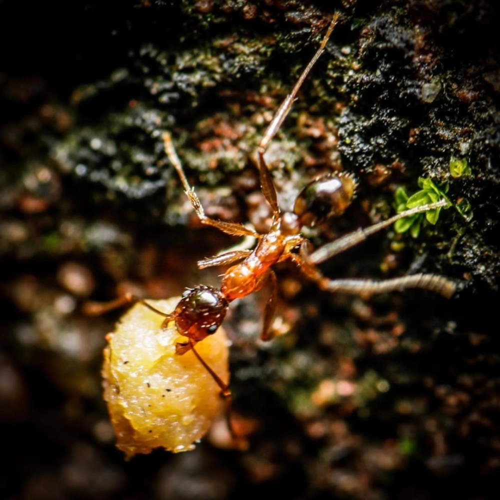 Hình ảnh kiến vác gián kích thước lớn di chuyển qua địa hình khó