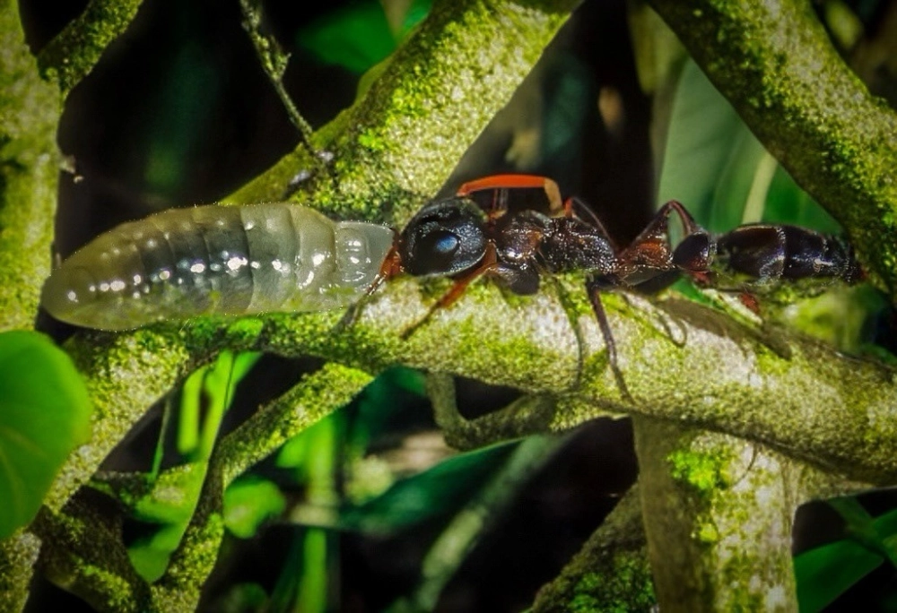 Cận cảnh ảnh kiến vàng vác mồi là một con sâu xanh trên cành cây