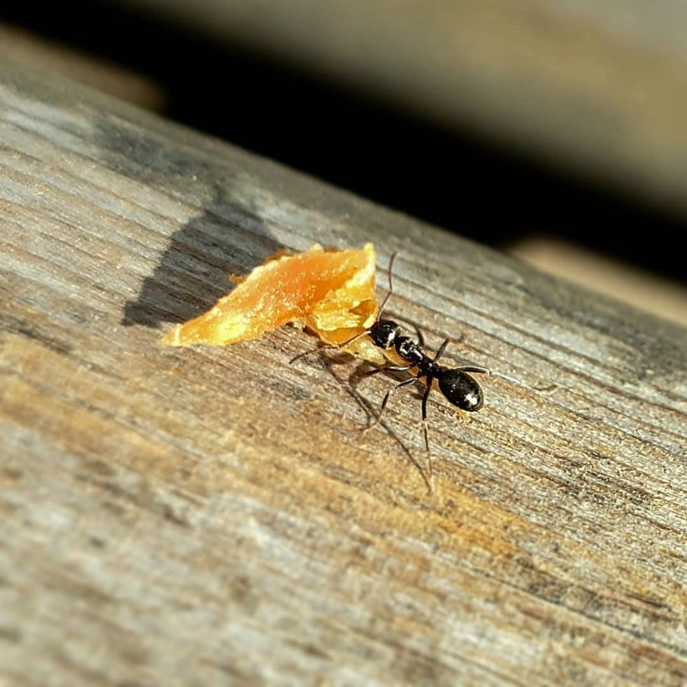 Nhóm kiến thợ săn mồi đang bao vây một con bướm đêm