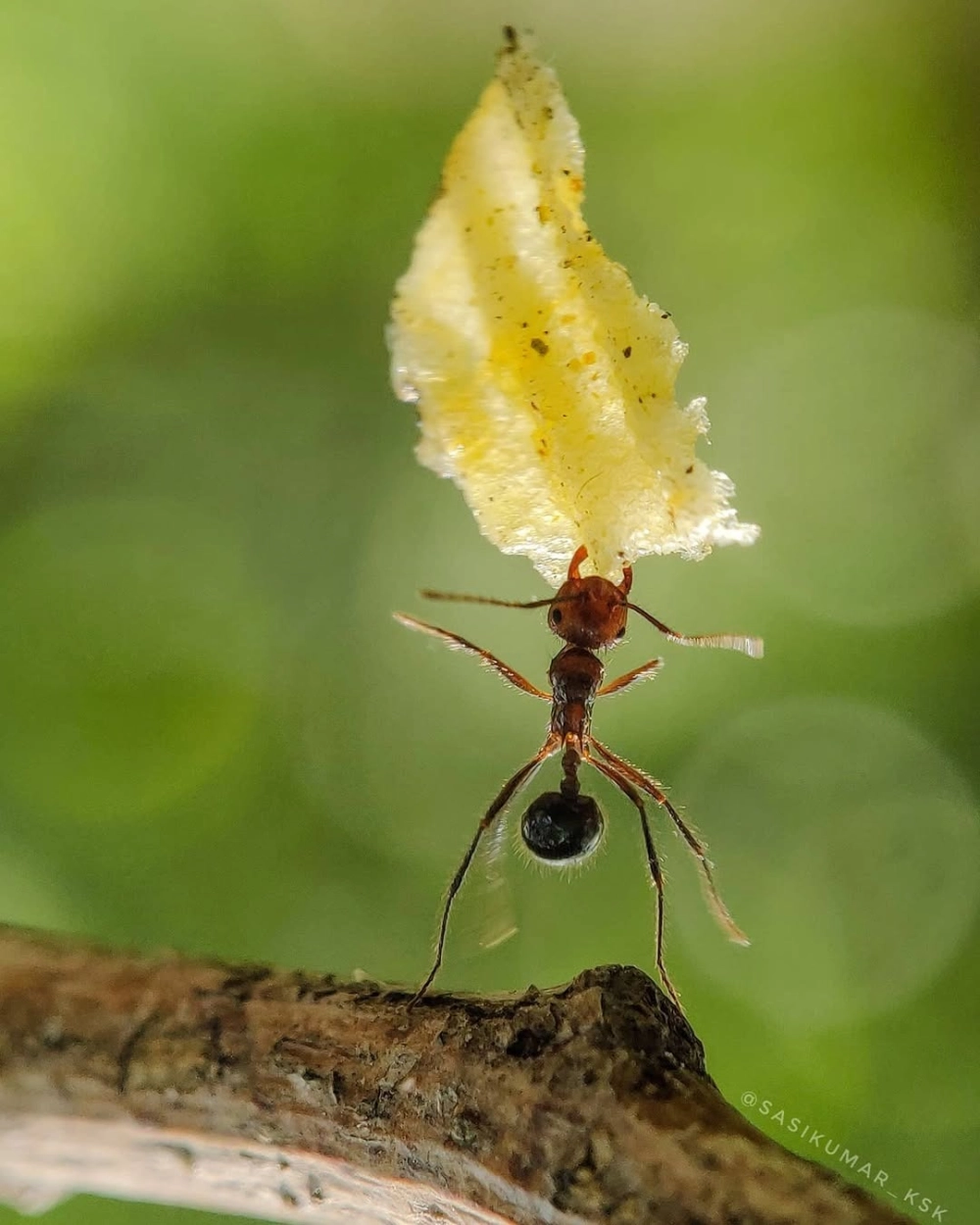 Màu sắc rực rỡ của kiến vàng tương phản với màu xanh của thiên nhiên