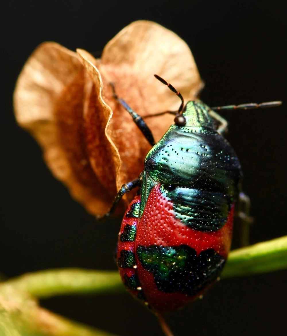 Cận cảnh một con bọ rùa (Jewel bug) có lớp vỏ óng ánh màu xanh lá, đỏ và đen đậu trên một cánh hoa khô