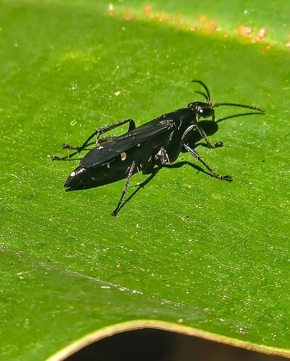 Hình ảnh một con ong bắp cày (có thể là họ Pompilidae) màu đen bóng thon dài với những đốm trắng nhỏ, đang bò trên một chiếc lá xanh lớn