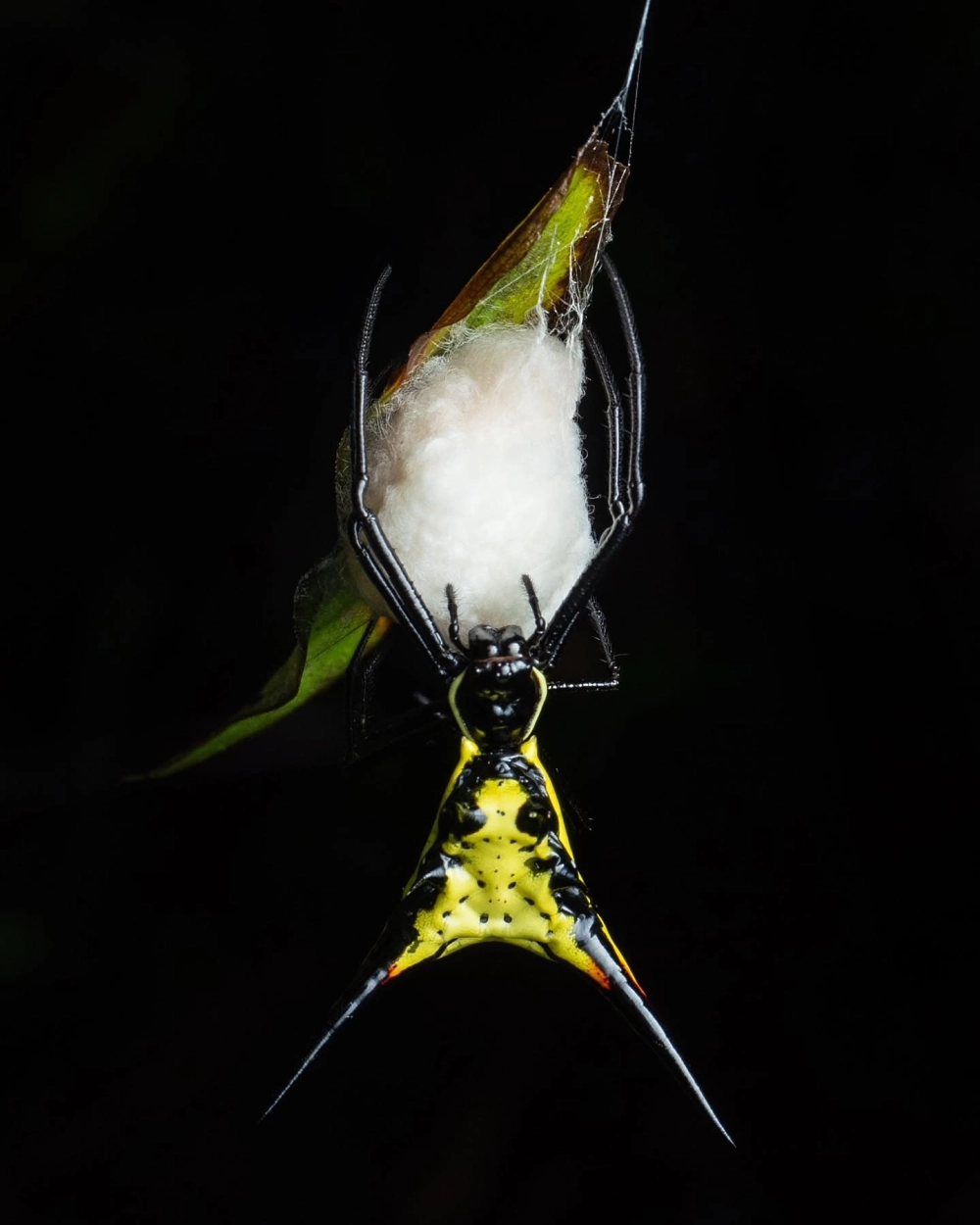 Con nhện gai (Spiny orb-weaver) màu vàng đen hung dữ bảo vệ một chiếc kén trắng treo trên tơ