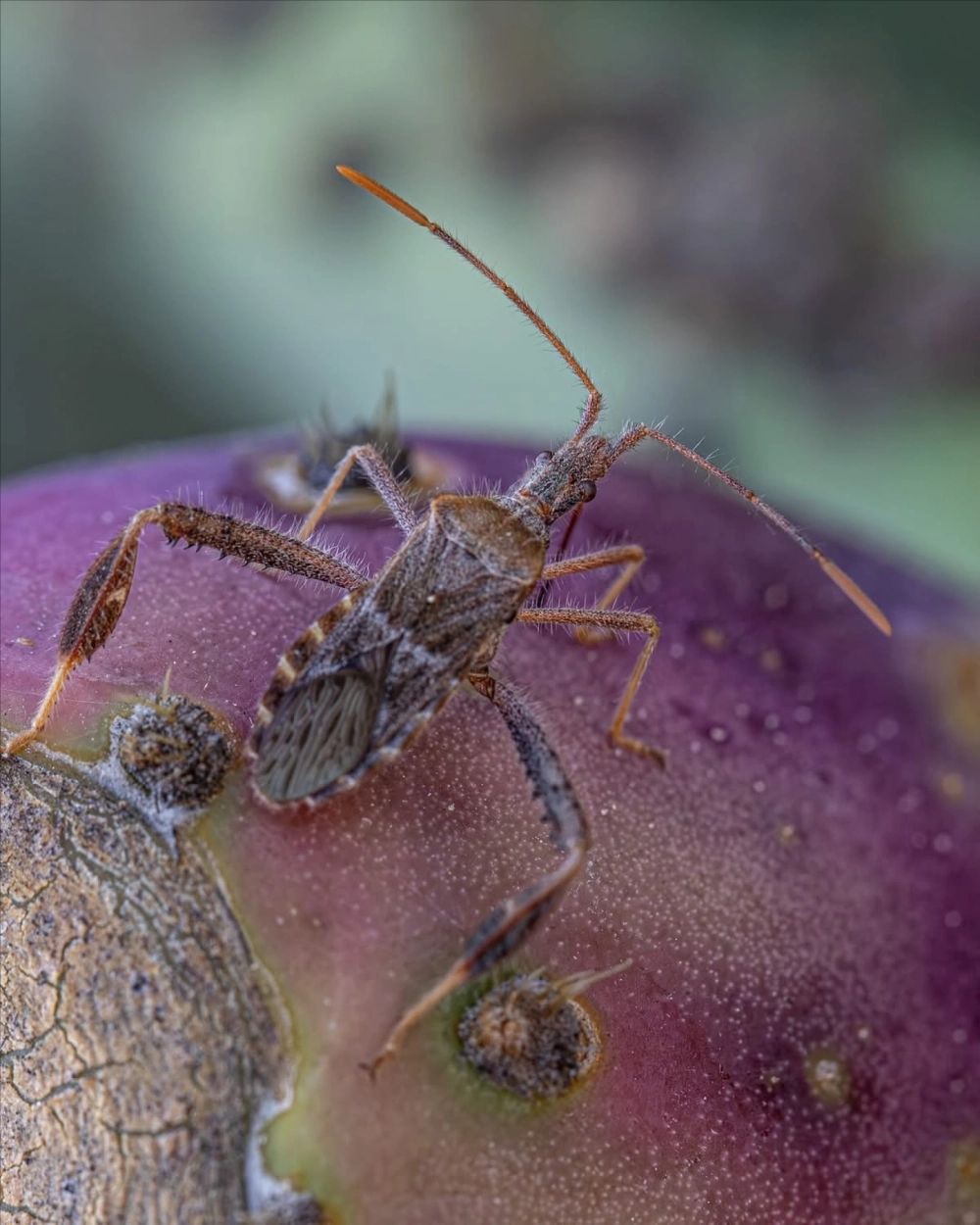 Cận cảnh một con bọ rệp (bug) nhỏ bé có râu dài, thân phủ lông tơ đang đậu trên một quả tím