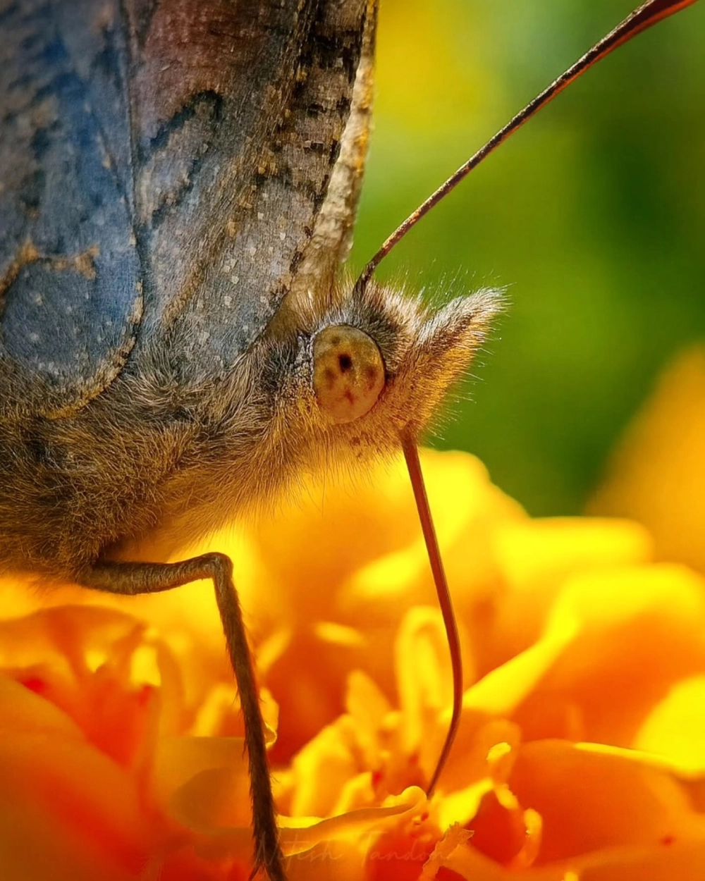 Cận cảnh đầu một con bướm với vòi dài và mắt kép, râu, đang hút mật trên bông hoa cúc vàng