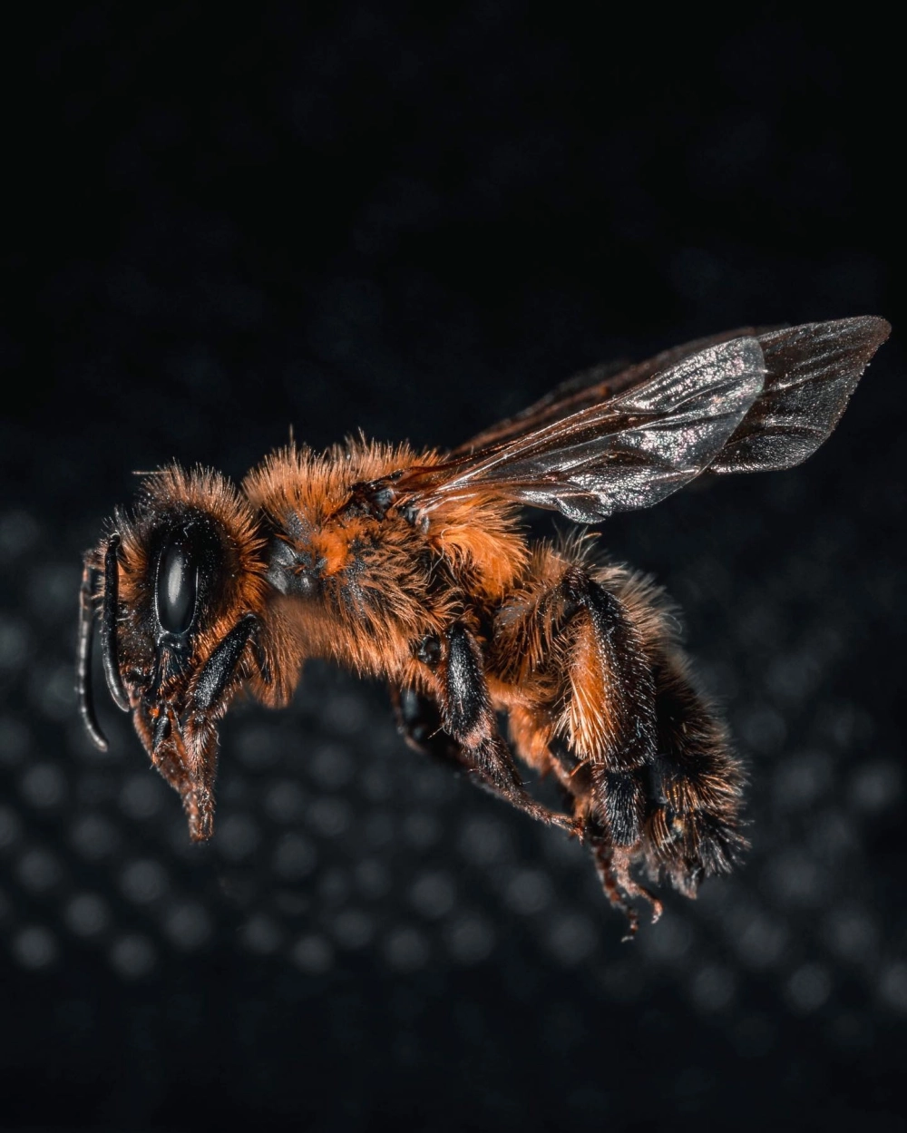 Hình ảnh macro chi tiết một con ong nghệ với thân phủ đầy lông tơ màu nâu cam và đen đang bay