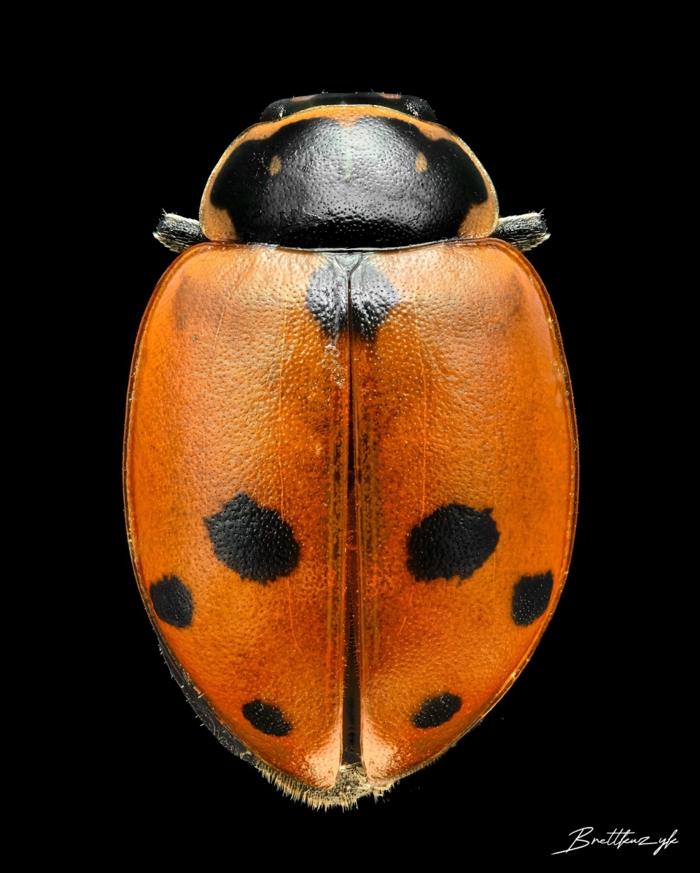 Hình ảnh chụp từ trên xuống của một con bọ rùa (ladybug) màu cam đen có sáu chấm rõ rệt