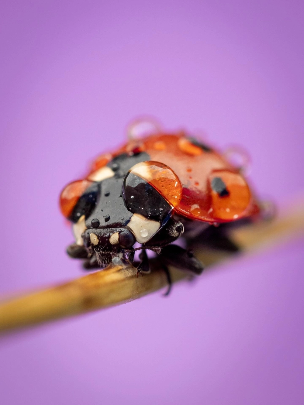 Vẻ đẹp thế giới tí hon qua ống kính macro