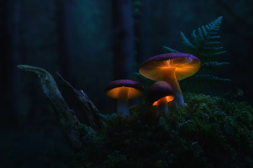 Ảnh nấm phát quang ban đêm mê hoặc mọi ánh nhìn