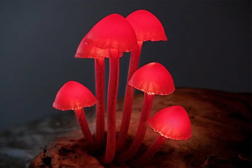 Ảnh nấm phát sáng rừng xanh rì dưới ánh trăng