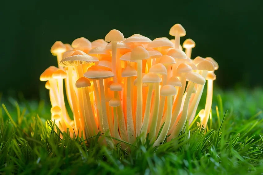 Nấm phát sáng chụp đêm lung linh huyền bí