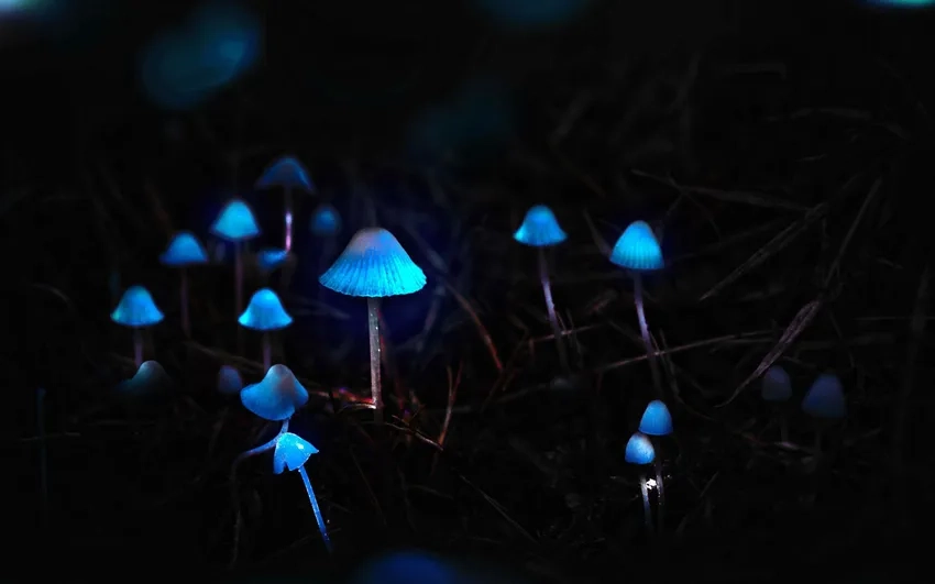 Ảnh nấm phát sáng HD chi tiết và sống động tuyệt đẹp