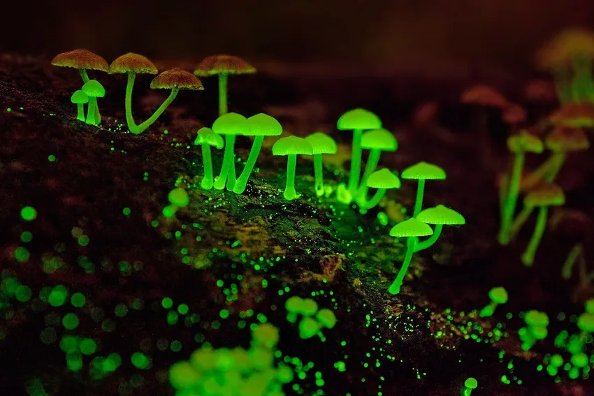 Nấm phát quang sinh học đẹp tỏa sáng giữa bóng tối