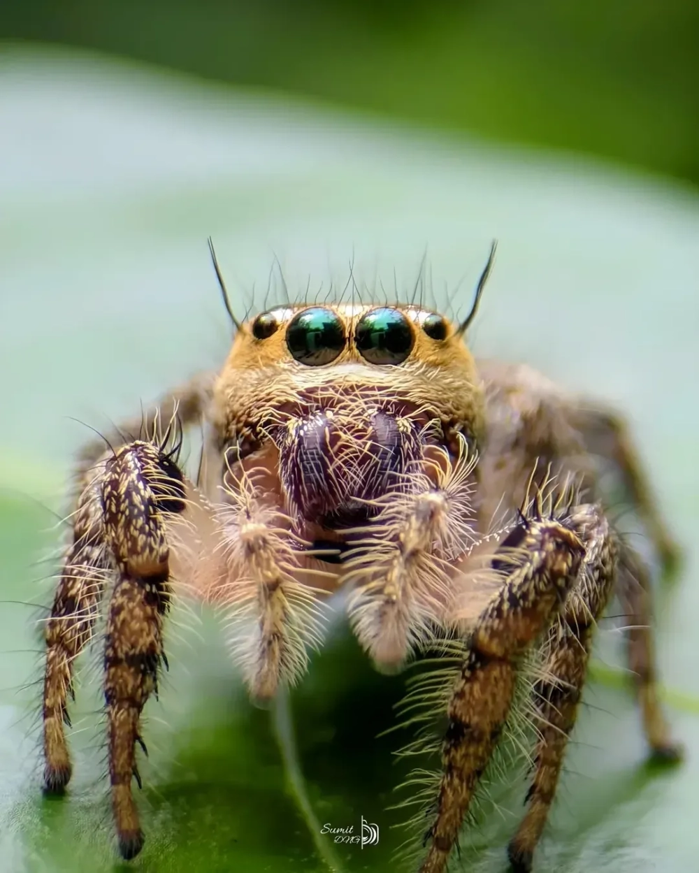 Thức ăn cho nhện nhảy bao gồm ruồi giấm và các loại sâu nhỏ