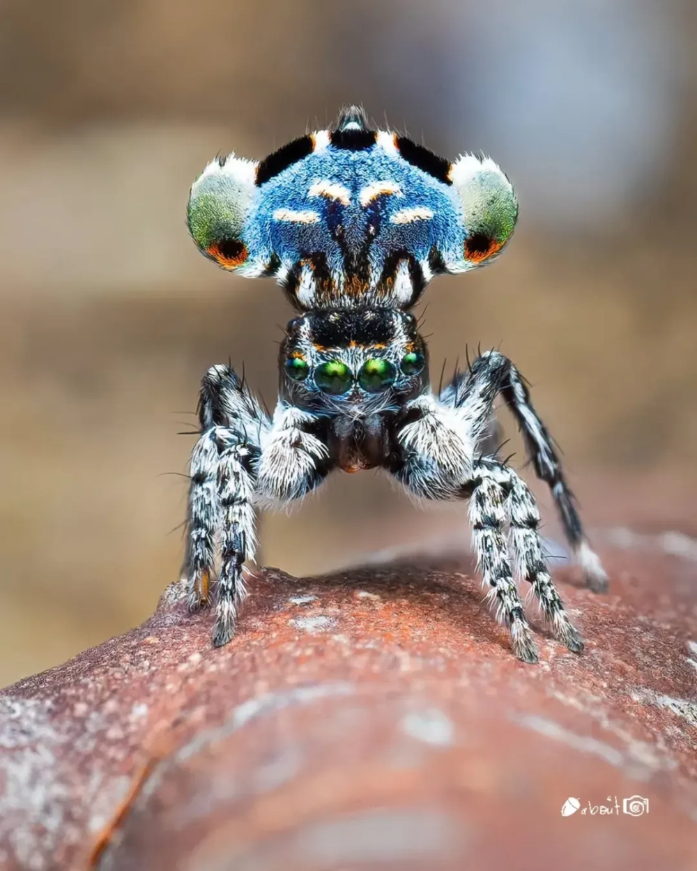 Nhện nhảy nhảy bao xa qua một cú phóng mình mạnh mẽ giữa không trung