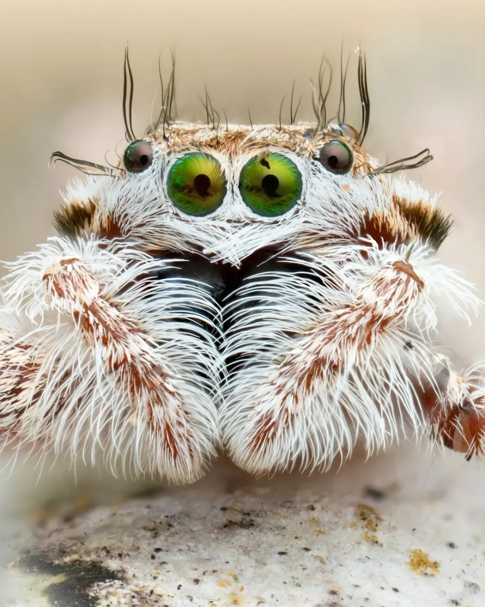 Chân dung macro của một con nhện nhảy lông trắng cute với đôi mắt kép màu xanh lá cây rực rỡ và các sợi lông dài tua tủa quanh đầu