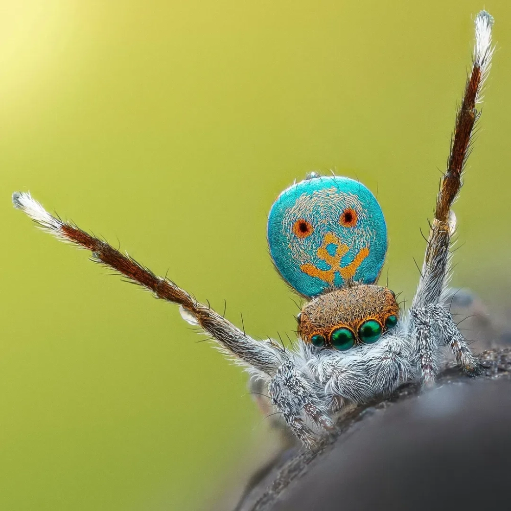 Ảnh macro của một con nhện nhảy có hoa văn mặt cười cute màu cam trên đầu màu xanh ngọc, cơ thể lông trắng đang giơ hai chân trước lên