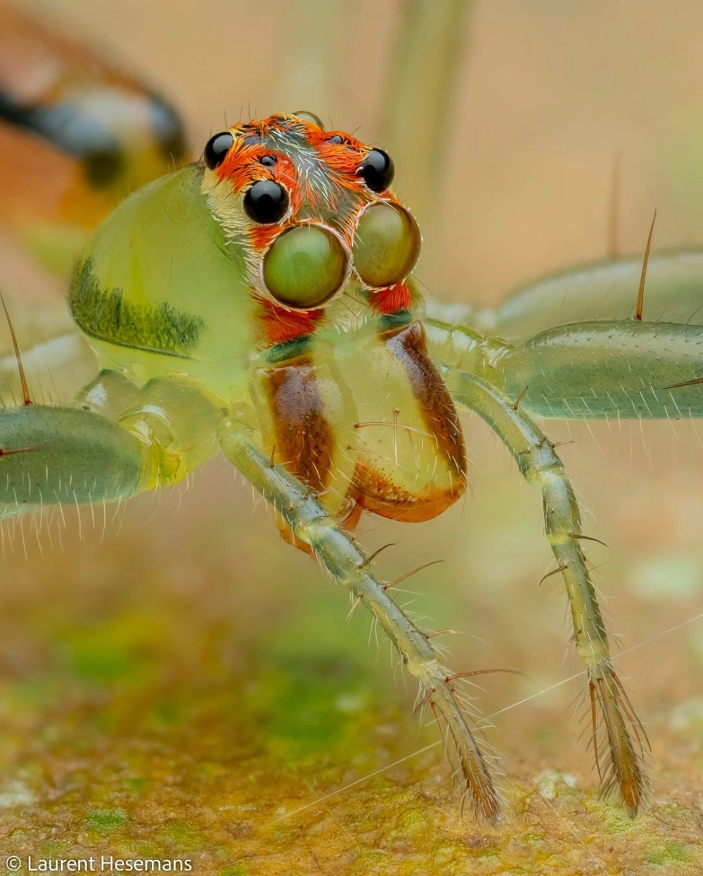 Loài nhện nhảy khổng lồ với bộ lông dày mượt mà ấn tượng