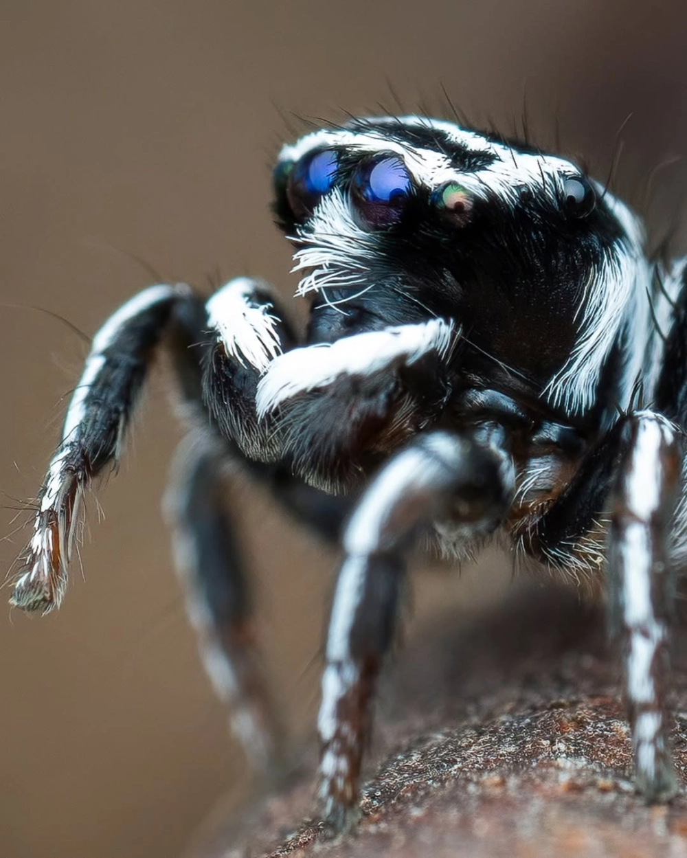 Nhện nhảy đực khoe cặp càng lớn đầy uy lực trước đối thủ