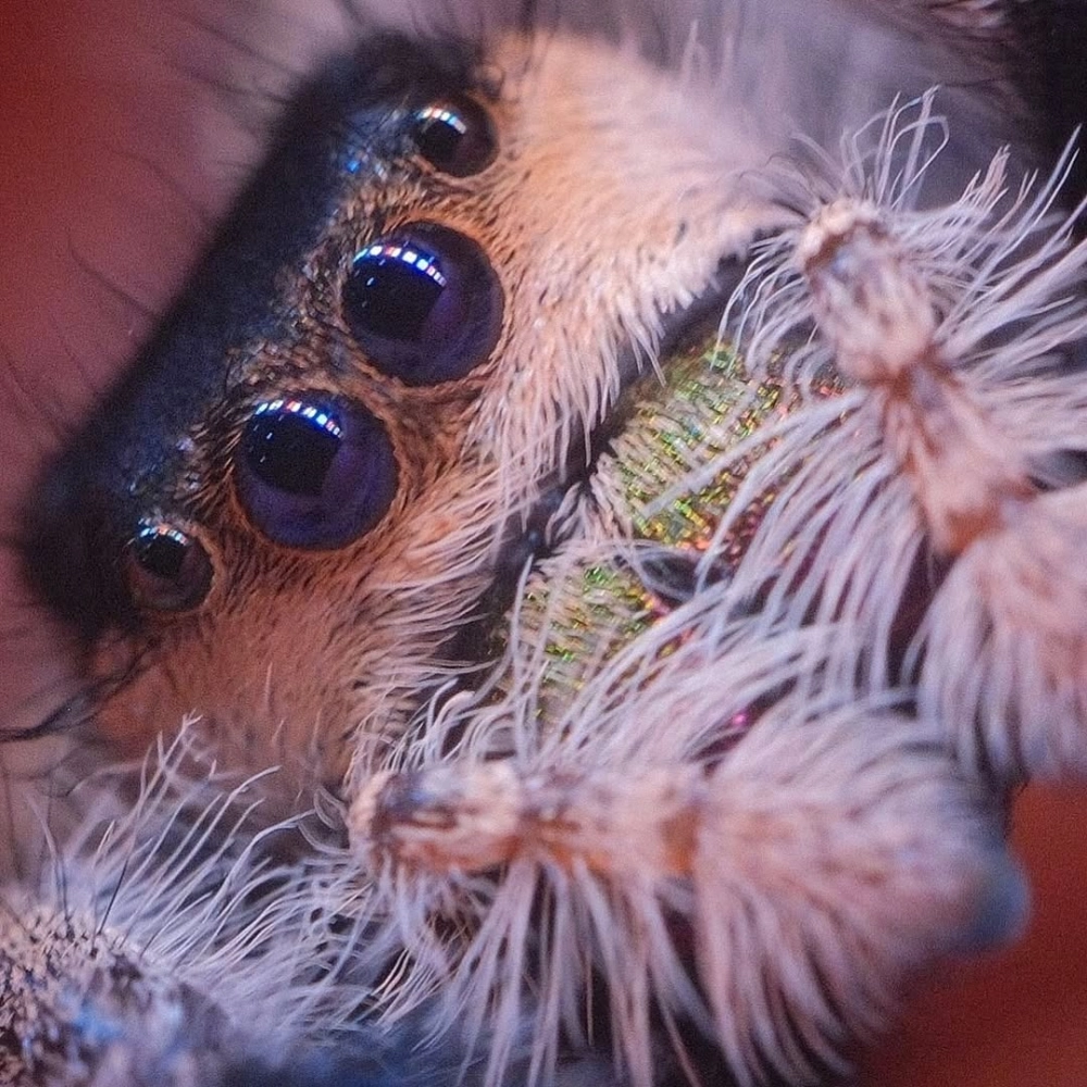 Giải đáp thắc mắc nhện nhảy có độc không qua hình ảnh tương tác với tay người