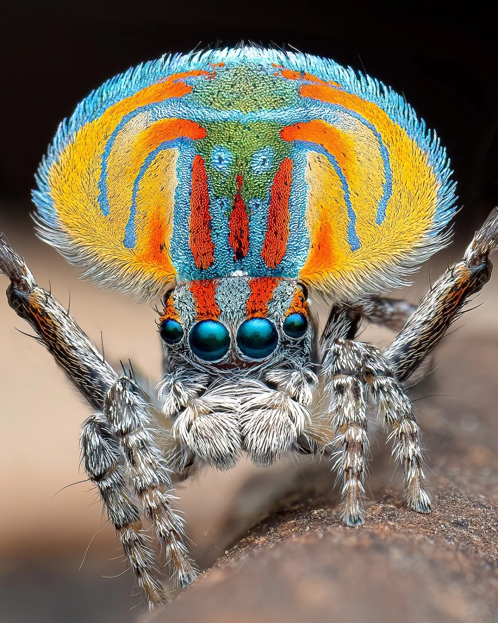 Bé nhện nhảy màu trắng tinh khôi đang đậu trên cánh hoa rực rỡ