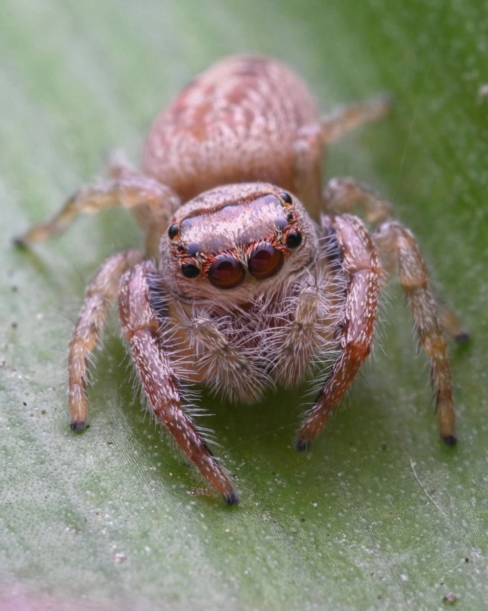 Loài nhện nhảy ở việt nam với màu sắc nhiệt đới độc đáo và đa dạng