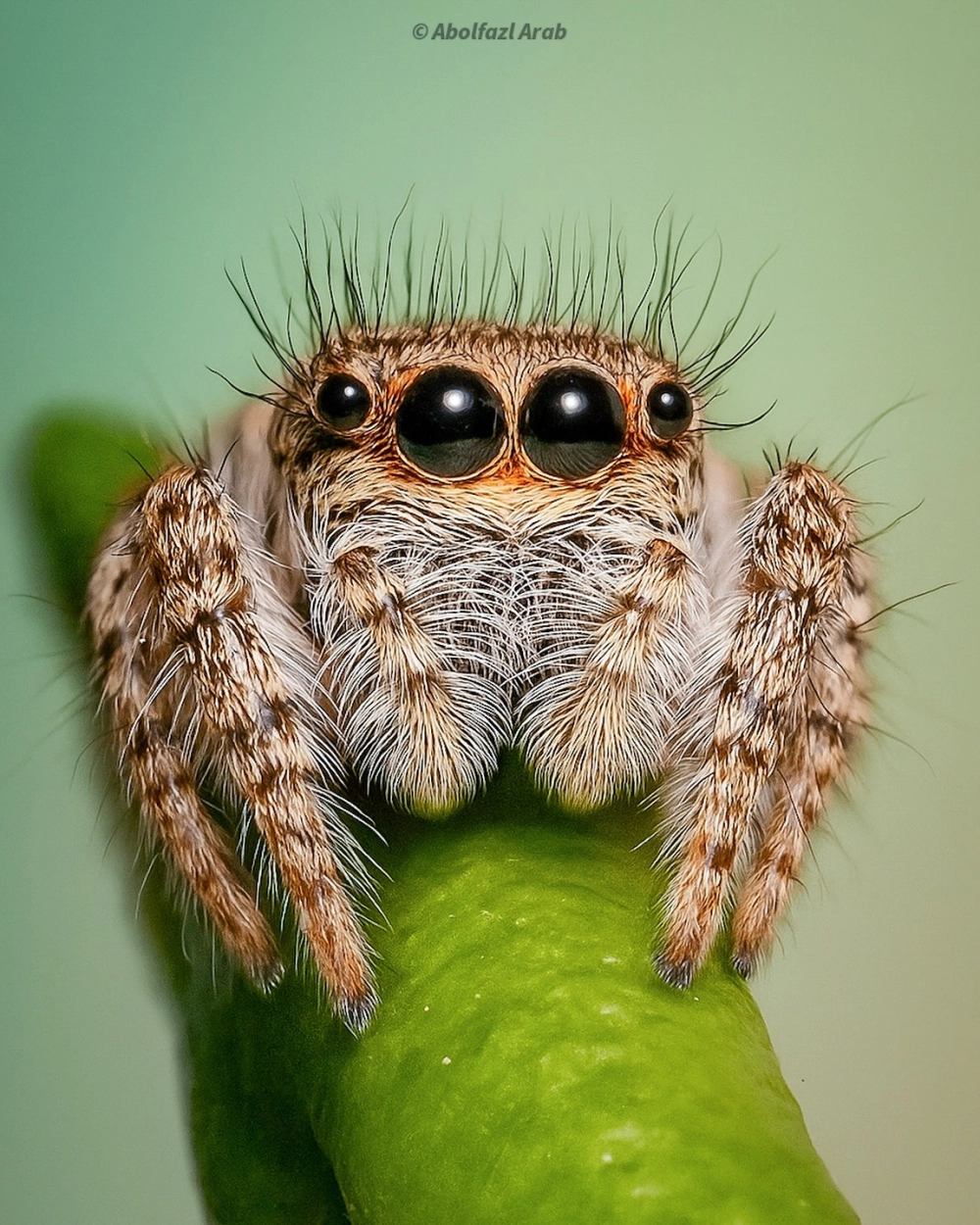 Bé nhện nhảy dễ thương nhất thế giới với khuôn mặt hiền lành
