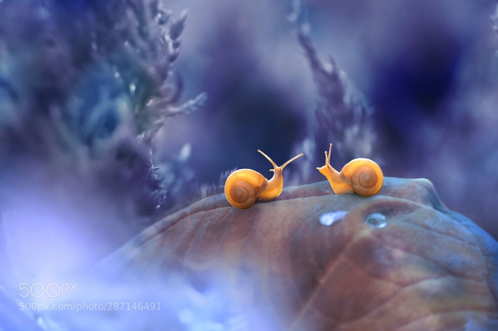 Bể nuôi ốc sên cảnh được trang trí sinh động