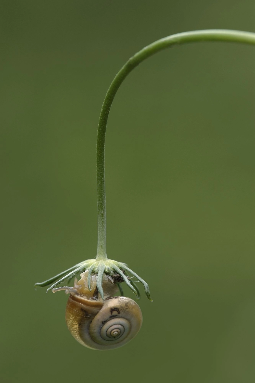 Vẻ đẹp lạ lùng của con ốc sên trong suốt nhìn thấy nội tạng