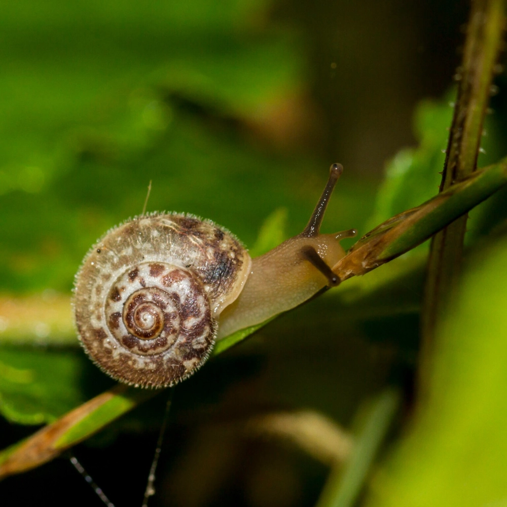 Hình ảnh ốc sên bò trên rêu xanh trong rừng mưa