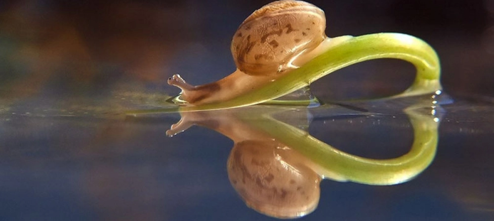 Ốc sên màu vàng rực rỡ nổi bật trên nền đen