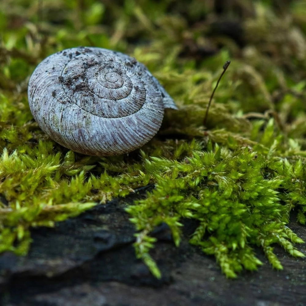 Vỏ ốc sên xoắn ốc có màu nâu đất tự nhiên