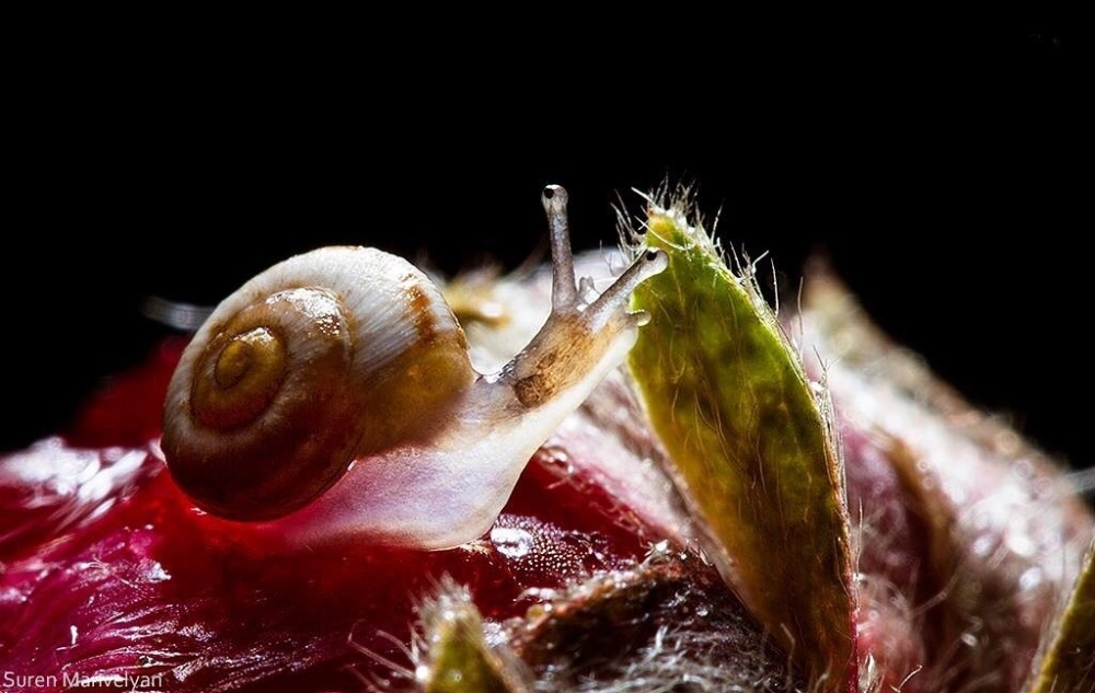 Chú ốc sên con mới nở với vỏ mỏng manh dưới nắng