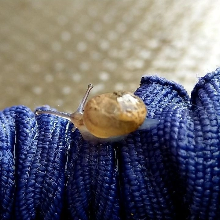 Chú ốc sên con mới nở với vỏ mỏng manh dưới nắng