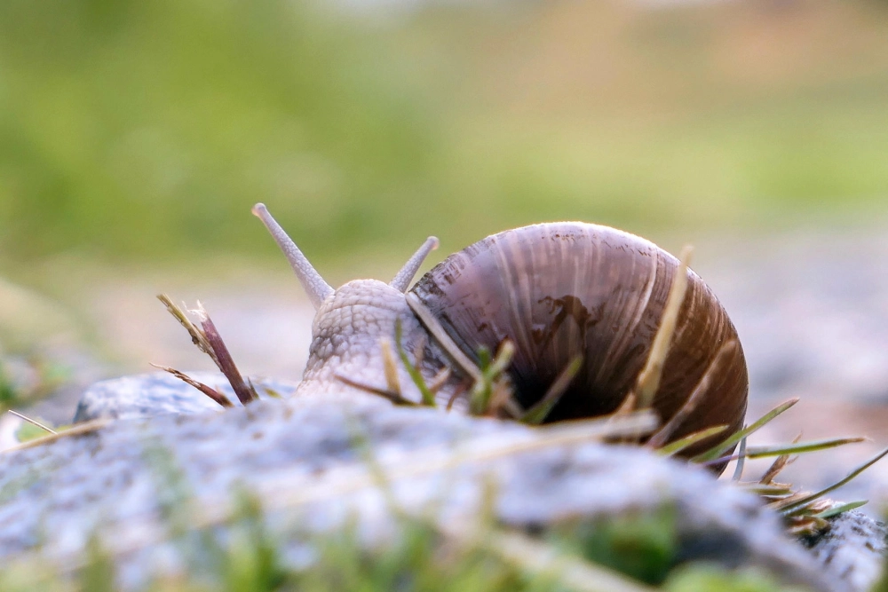 Quá trình ốc sên tí hon đẻ trứng dưới lớp đất ẩm