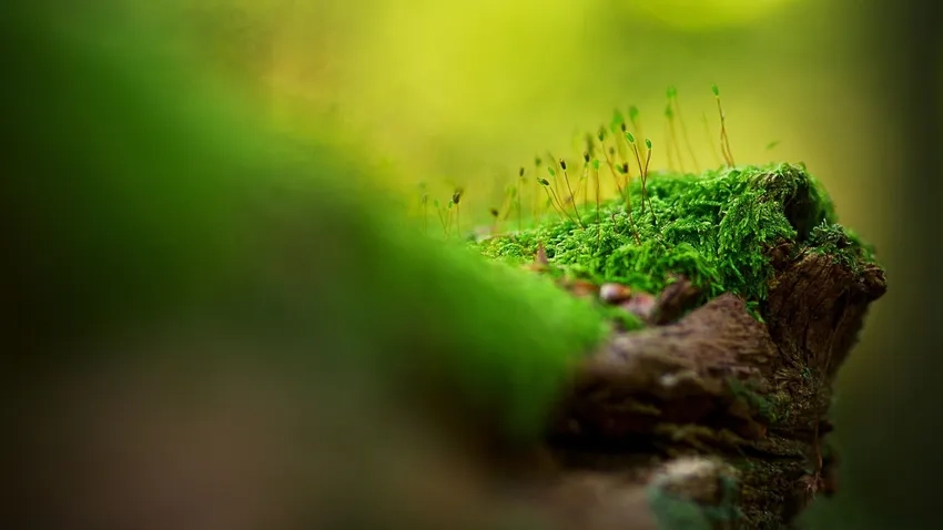 Ảnh rêu xanh đẹp mềm mại trong ánh sớm