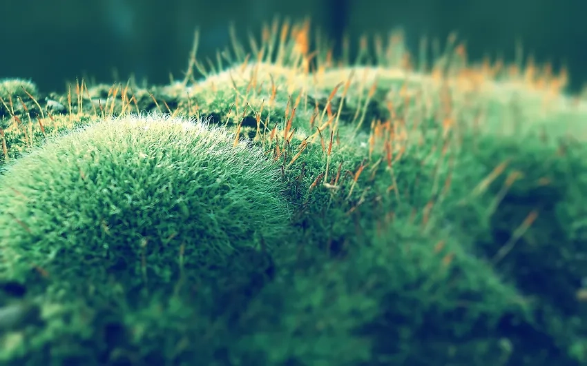 Hình ảnh rêu đá phủ xanh đầy sức sống