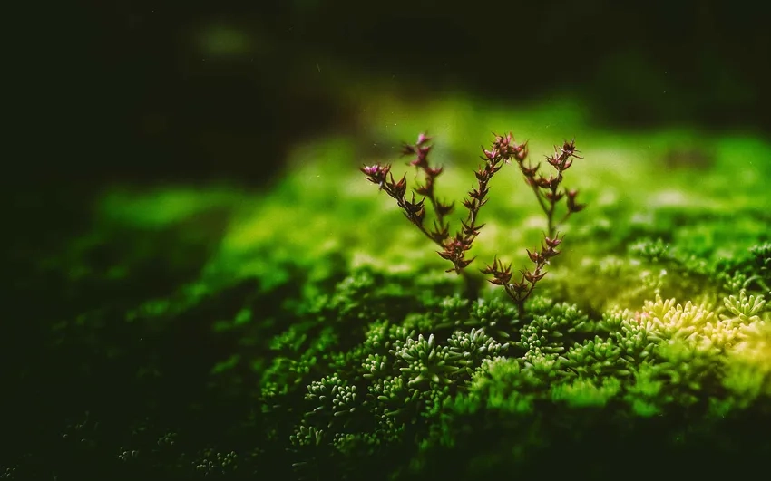 Ảnh macro thực vật rêu xanh nổi bật tinh khôi