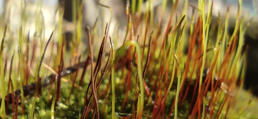 Rêu xanh cận cảnh đẹp trong từng hạt nước