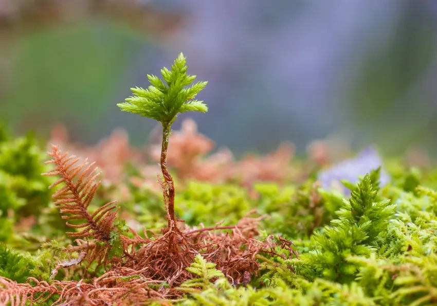 Tải ảnh rêu xanh ghi lại vẻ đẹp thiên nhiên