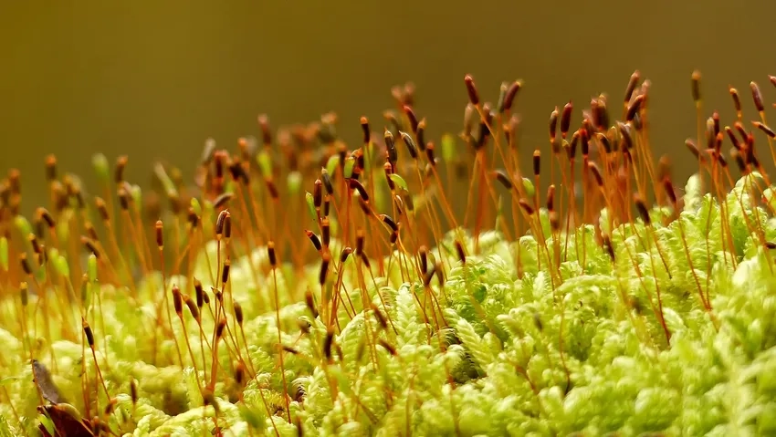 Chụp ảnh rêu xanh ghi lại chi tiết mê hoặc