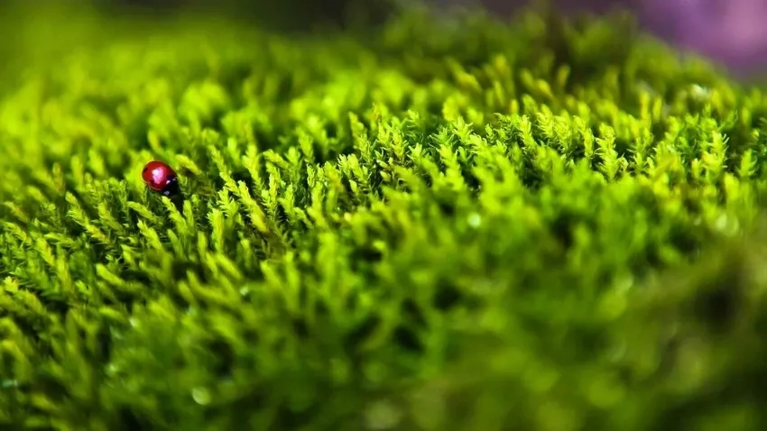 Ánh sáng chụp macro rêu làm nổi bật chi tiết