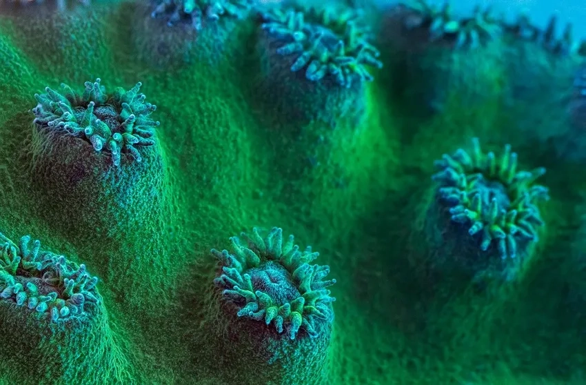 Học cách chụp san hô macro siêu chi tiết