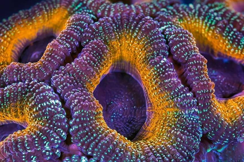 Trải nghiệm ảnh san hô tự nhiên chân thực